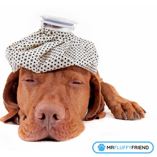 sick dog symptoms