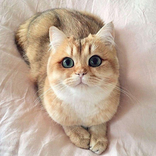 best cat breeds for first-time owners