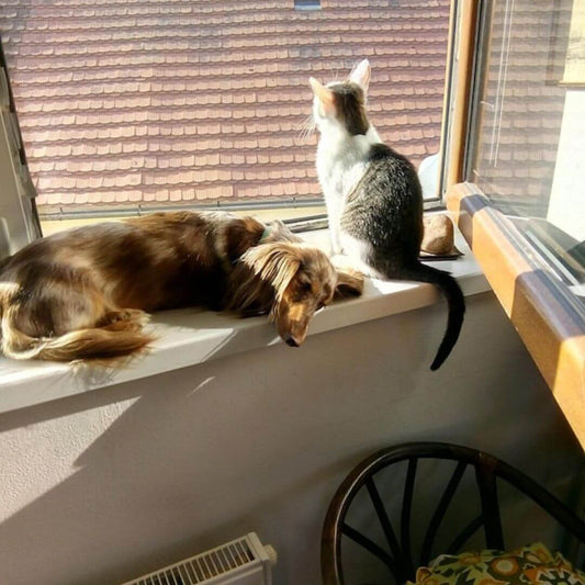 pet sitter